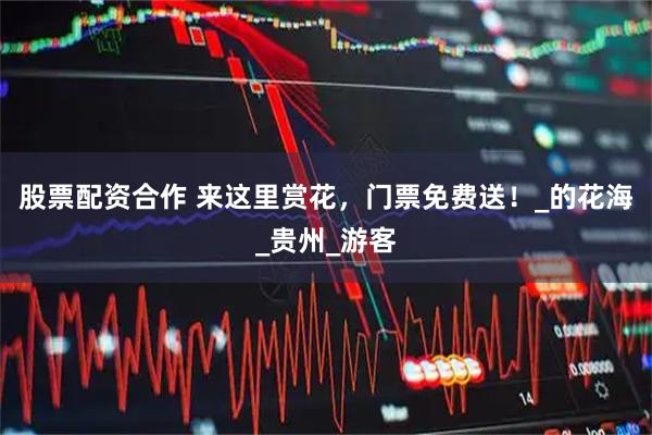 股票配资合作 来这里赏花，门票免费送！_的花海_贵州_游客